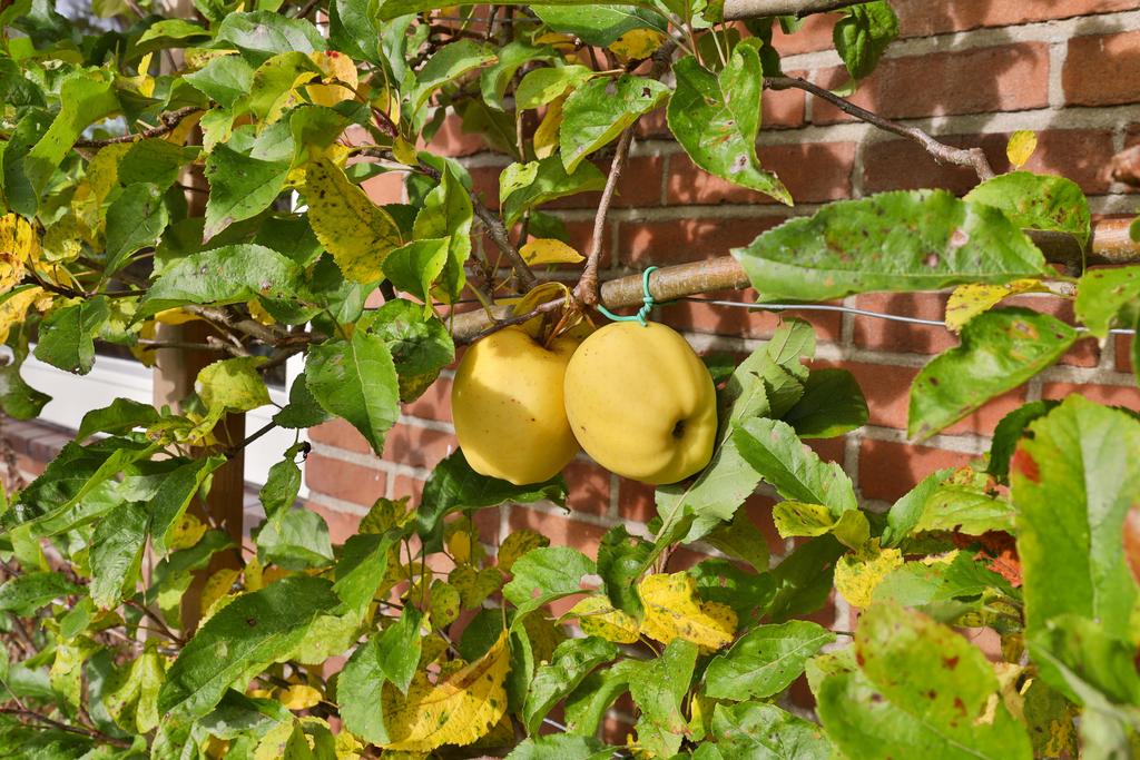 Bartolesstraat 13 Visvliet - Afbeelding 46.jpg