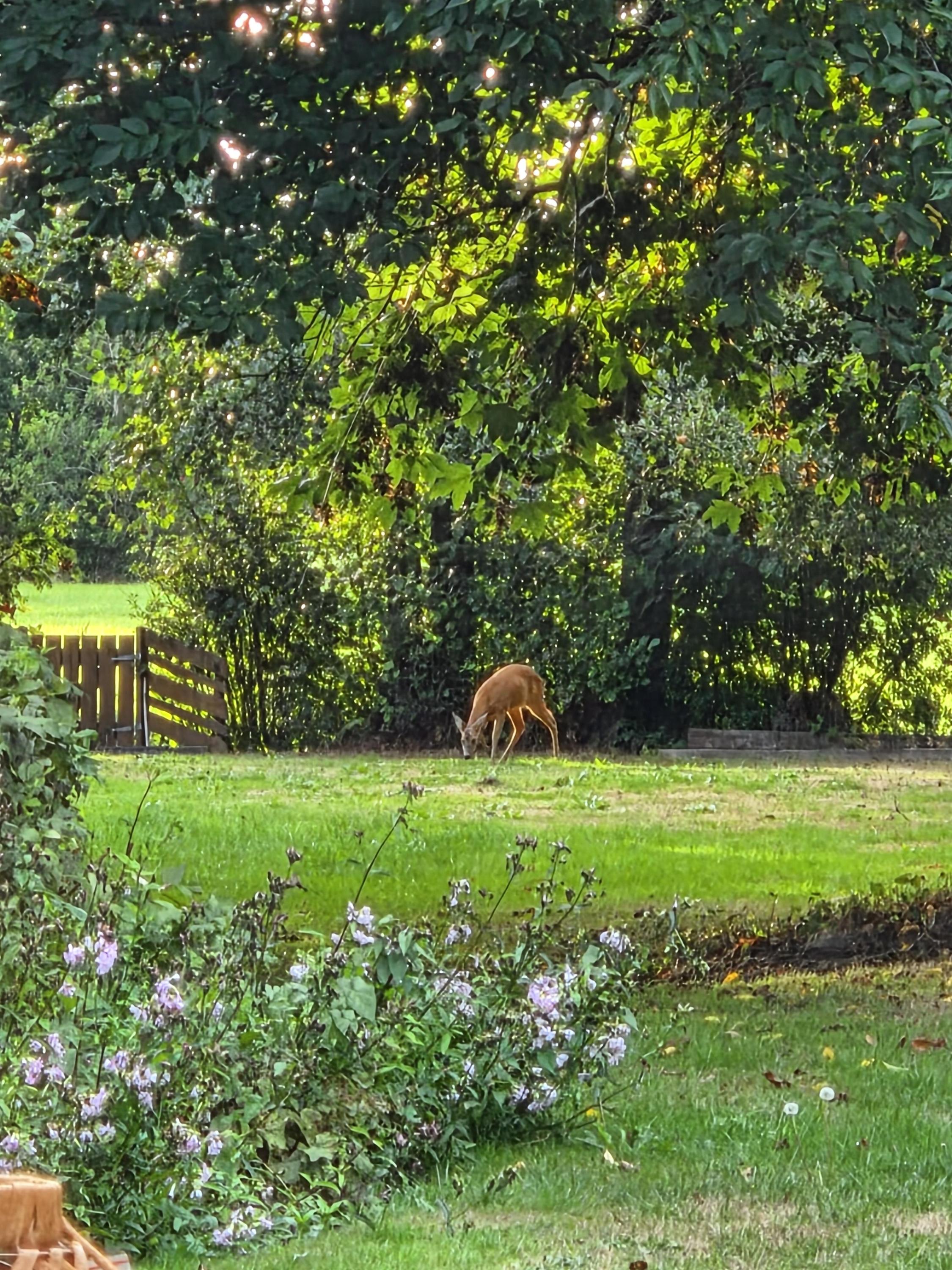 De Nachtegaal 70 Surhuisterveen - Afbeelding 102.jpg