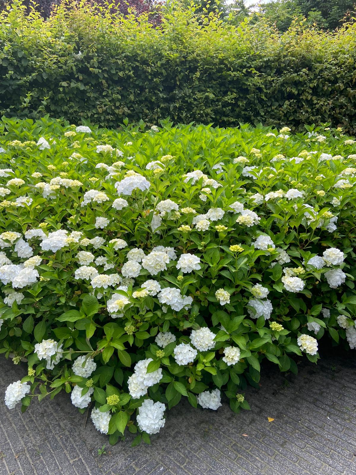 De Nachtegaal 70 Surhuisterveen - Afbeelding 97.jpg