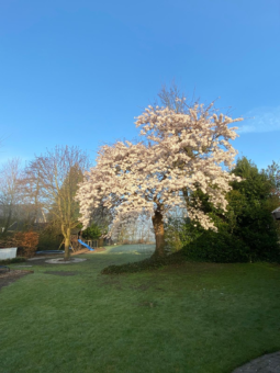 De Nachtegaal 70 Surhuisterveen - Afbeelding 80.jpg