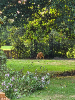 De Nachtegaal 70 Surhuisterveen - Afbeelding 102.jpg