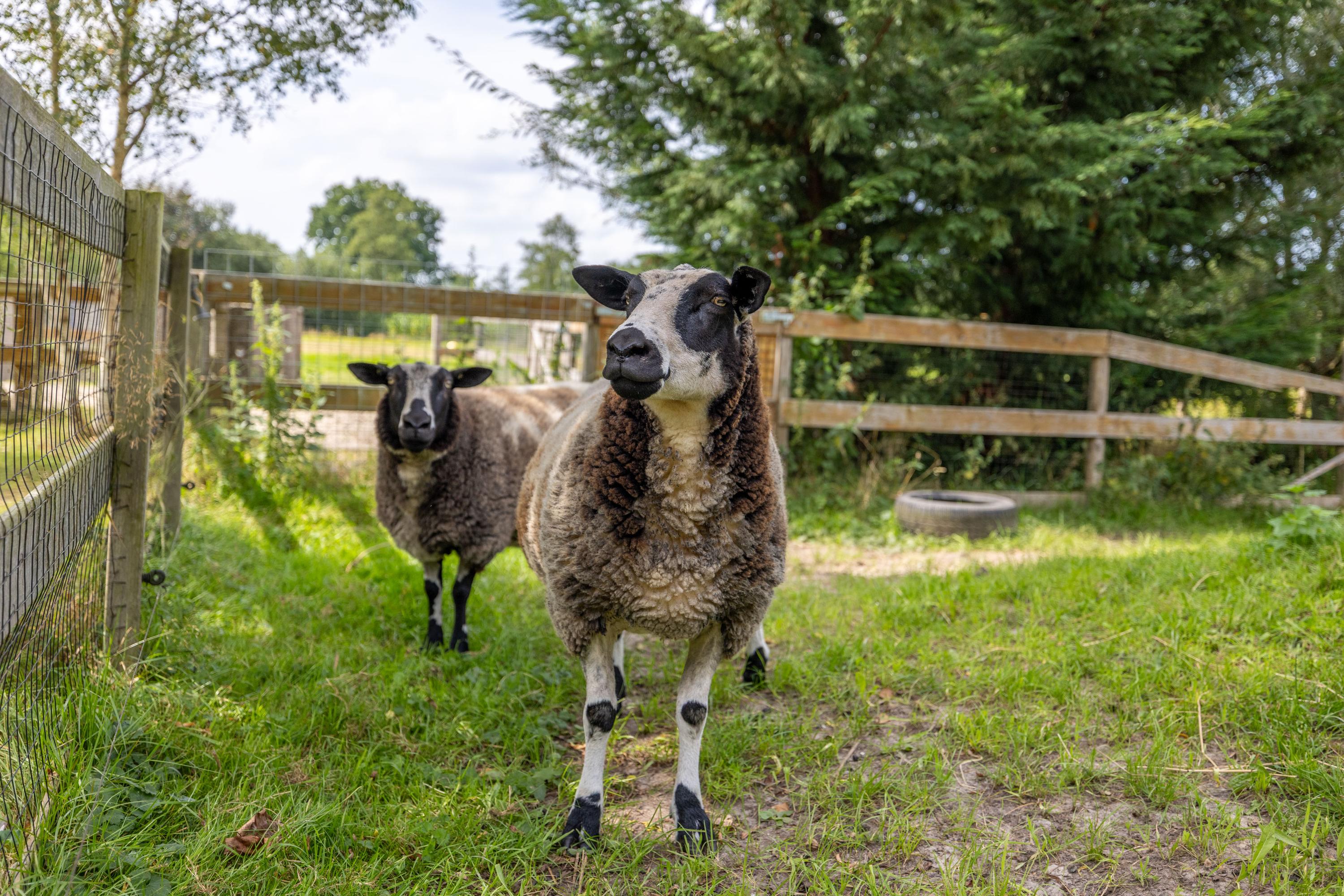 Langeweg 52 Grootegast - Afbeelding 81.jpg