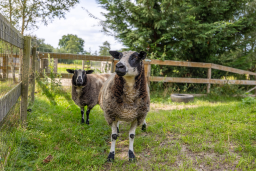 Langeweg 52 Grootegast - Afbeelding 81.jpg