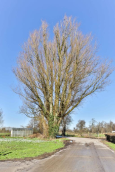 Muntsgroppe 9 Rottevalle - Afbeelding 20.jpg