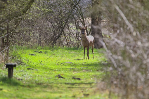Poelbuurt 6 Opende - Afbeelding 60.jpg