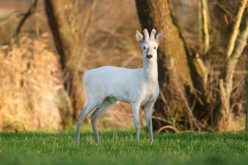 Spekloane 37 Boelenslaan - Afbeelding 77.jpg