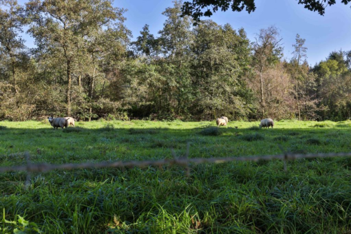 Spoarbuorren Sud 14 Kollumersweach - Afbeelding 87.jpg