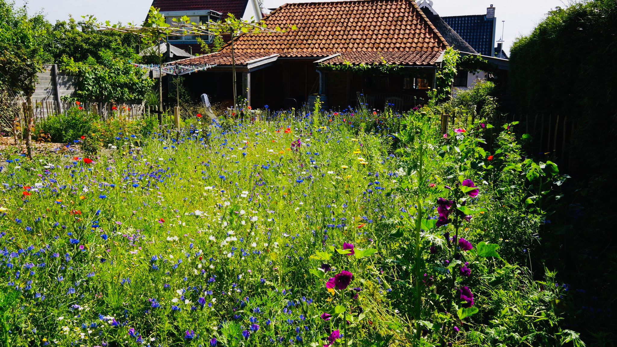 Wedzebuorren 13 Twijzel - Afbeelding 63.jpg