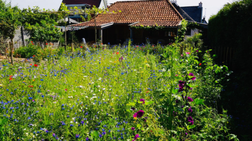 Wedzebuorren 13 Twijzel - Afbeelding 63.jpg